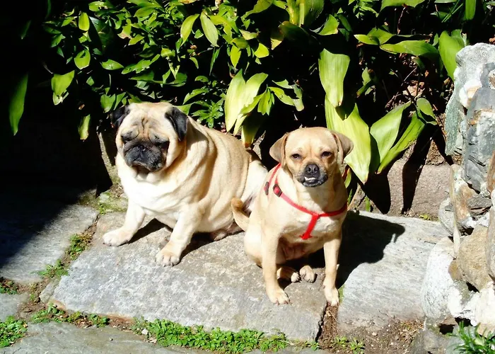 La Ca' Vegia 度假居 斯特雷萨